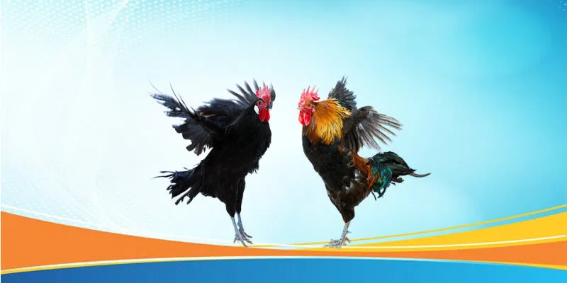 Luật chơi đá gà Campuchia cập nhật mới 2025