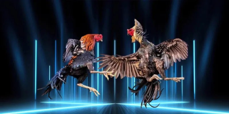 Đá Gà Online – Trải Nghiệm Cá Cược Đỉnh Cao 2025 Với MMLIVE 3 Trận đấu gà tại sảnh GA28 với chiến kê thi đấu quyết liệt