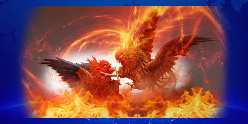 Xem Đá Gà Thomo MMLIVE Đầy Cảm Hứng Và Sôi Động 3 TOP những hình thức đá gà siêu thú vị dành cho newbie