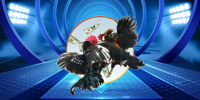 Ưu điểm của đá gà thu hút người tham gia