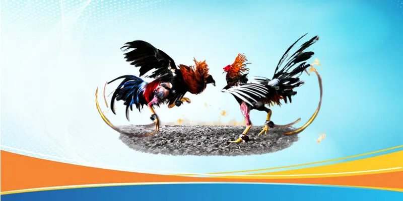 Ứng Dụng xem đá gà trực tiếp Để Sống Trọn Khoảnh Khắc So Tài 2 Cách xem đá gà trực tiếp với chất lượng hình ảnh sắc nét và ổn định