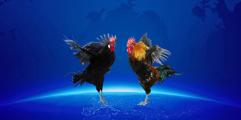 Trải nghiệm cảm giác hồi hộp khi theo dõi xem đá gà trực tiếp mỗi ngày